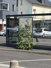 Des parois d'abribus en plantes grimpantes en remplacement de panneaux publicitaires
