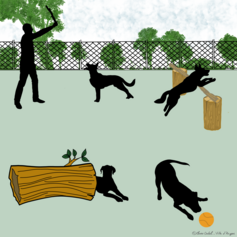 21/ Création d'aires d'ébat pour chiens dans un parc angevin